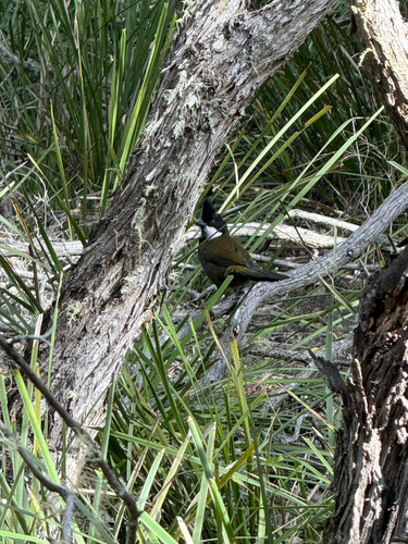Eastern Whipbird