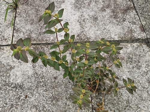 Asthma Plant