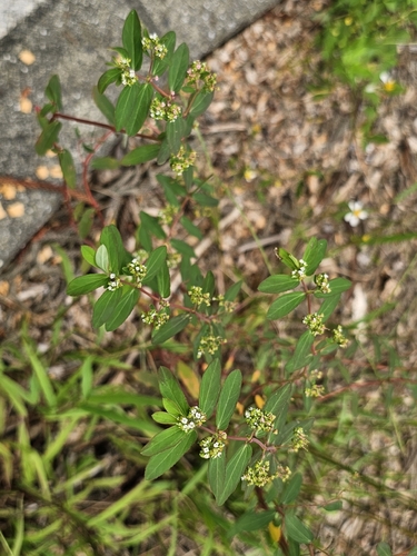 graceful spurge