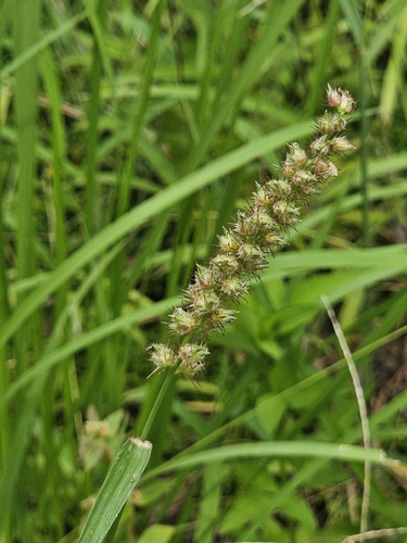 Southern Sandbur