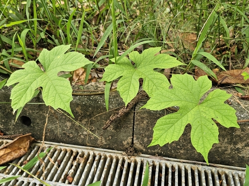 Distimake vitifolius
