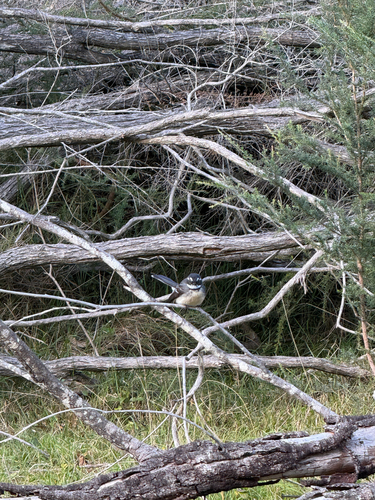Grey Fantail