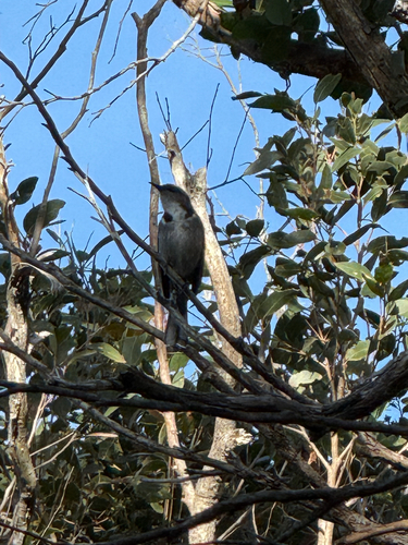 Crescent Honeyeater