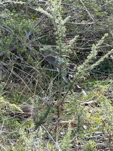 Brown Thornbill