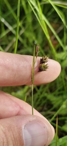 Tall Bog-sedge