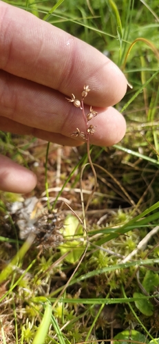Heartleaf Twayblade
