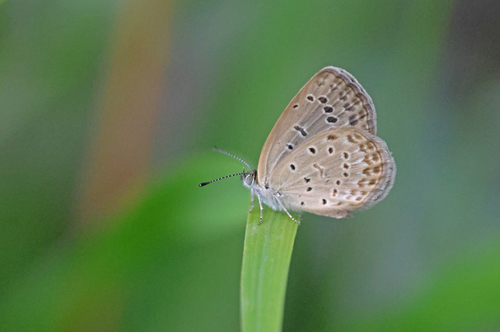 Pale Grass Blue