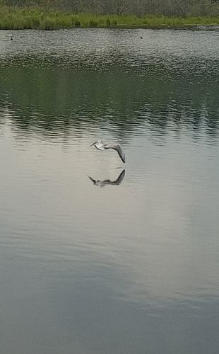 Black-headed Gull