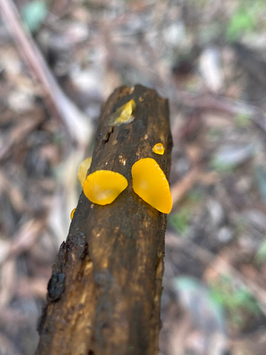 Heterotextus peziziformis