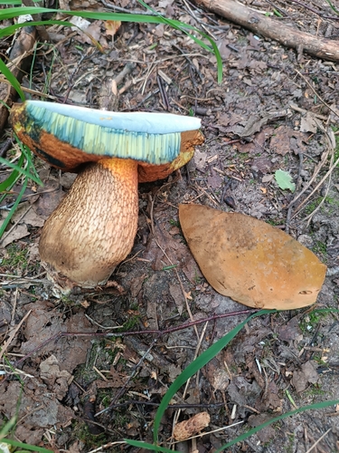 Lurid Bolete