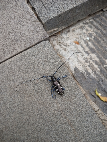 Asian Longhorned Beetle