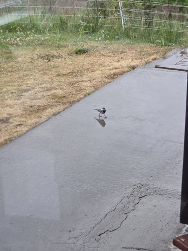 White Wagtail