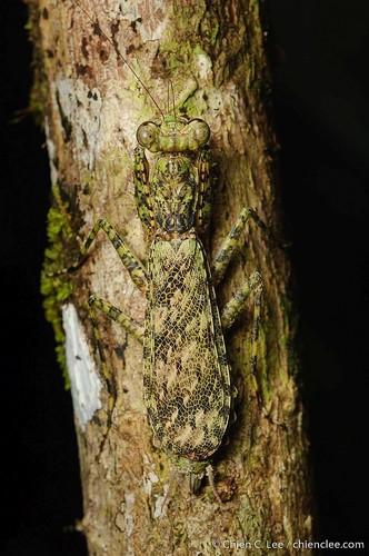 Humbertiella