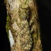 Humbertiella ocularis - Photo (c) Chien Lee, todos los derechos reservados, subido por Chien Lee
