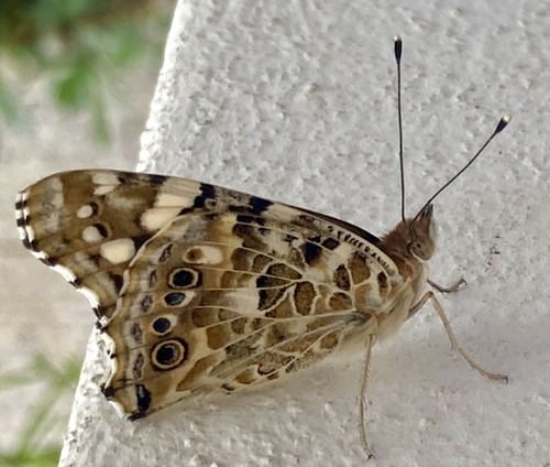 Painted Lady