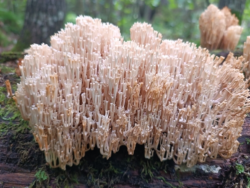 crown-tipped coral fungus