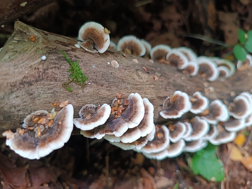 turkey-tail