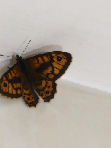Wall Brown
