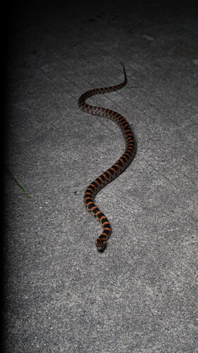 Red-banded Snake