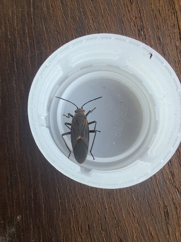 Leptocoris mitellatus