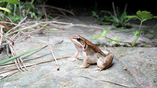Mangven Chang's Music Frog