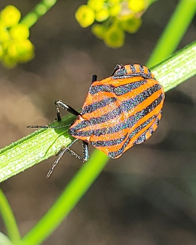 Continental Striped Shield Bug