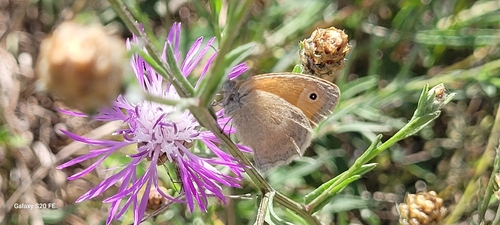 Small Heath