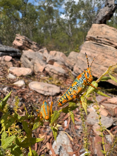 Leichhardt's grasshopper