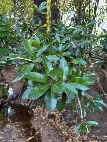 Alligatorbark