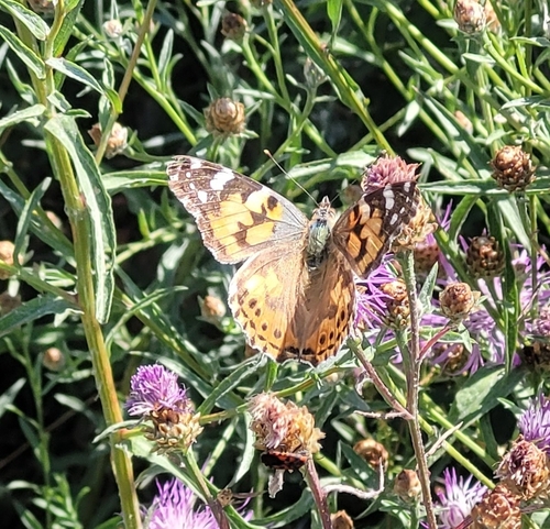 Painted Lady