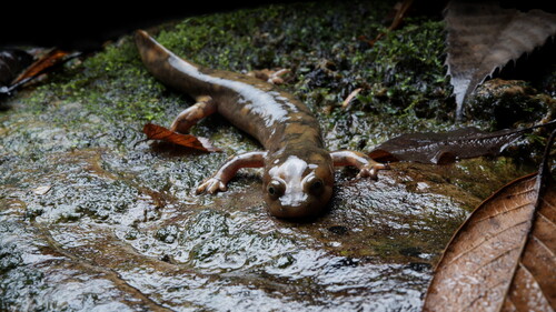 Wushan Salamander