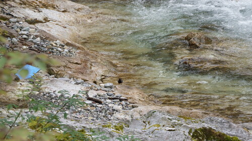 Brown Dipper