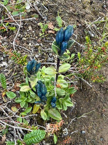 Glaucous Gentian