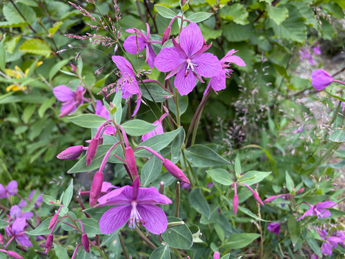 Dwarf Fireweed