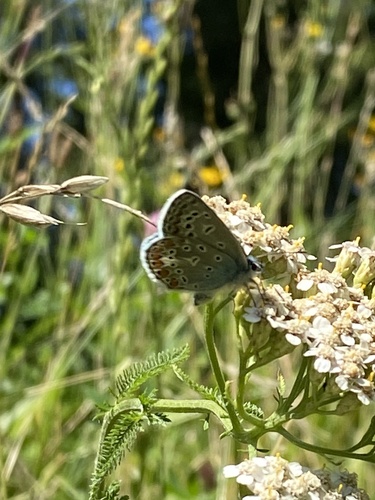 Common Blue