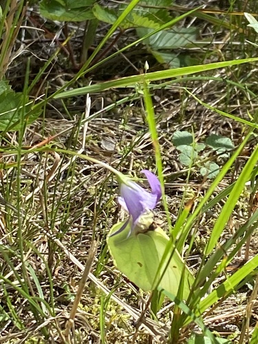 Common Brimstone