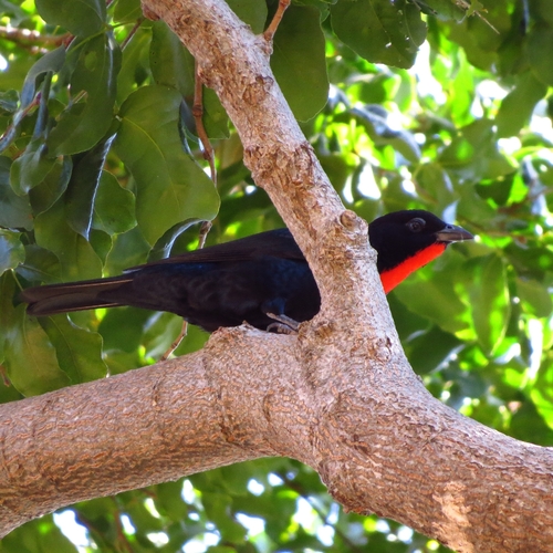 Scarlet-throated Tanager