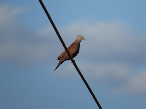 Ruddy Ground Dove
