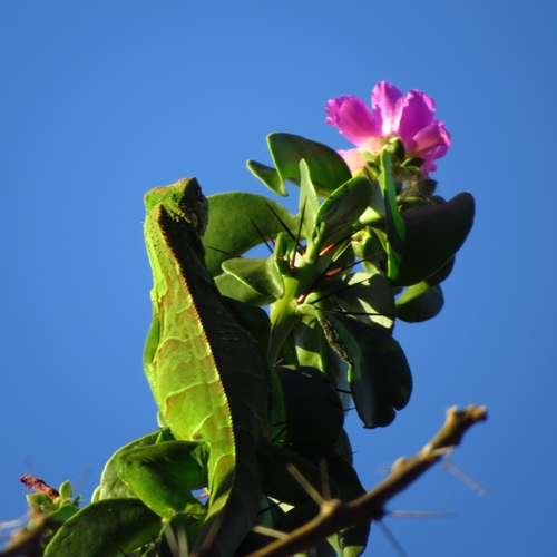 Pereskia bahiensis