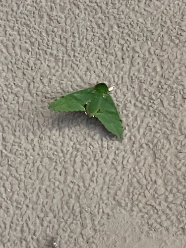 Verdant Hawkmoth