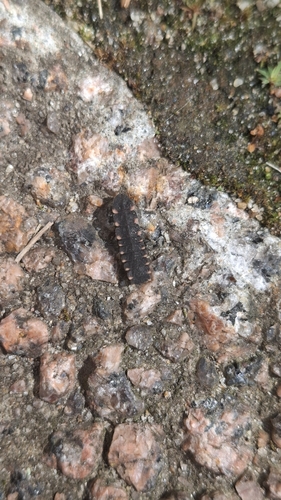 European Glow-worm