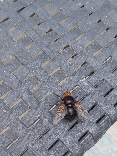 Yellow-faced Fly