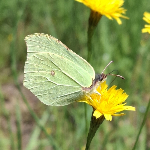 Common Brimstone