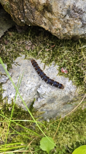 Small Eggar