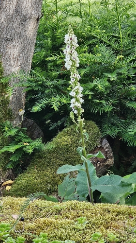 Dark Mullein