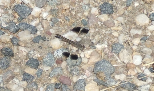 Northern Banded Groundling