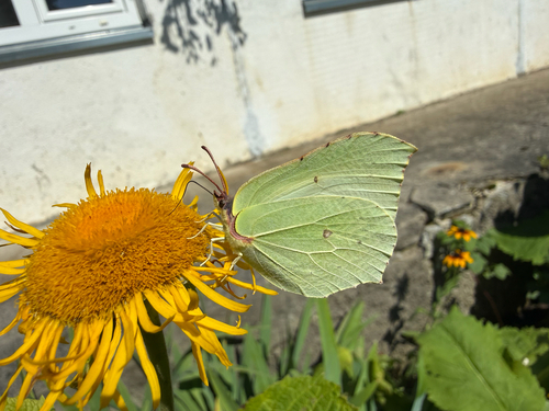 Common Brimstone