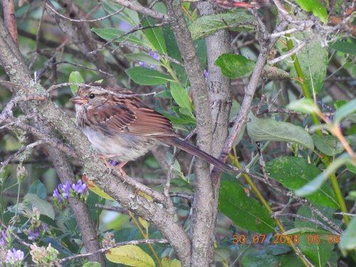 White-throated Sparrow