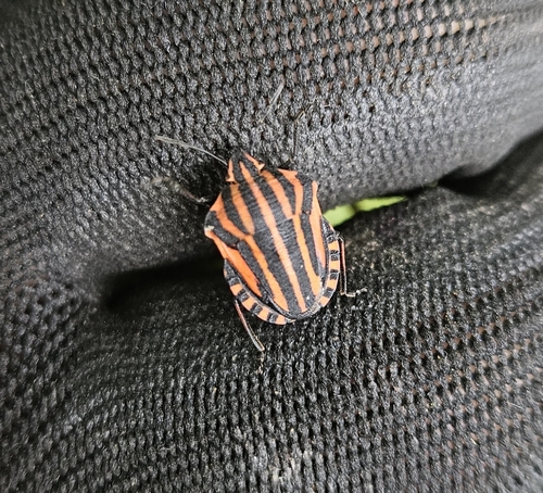 European Striped Shield Bug