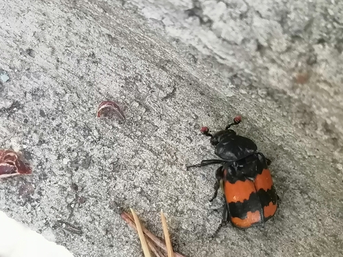 Banded Sexton Beetle